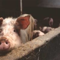 Apakah Cina kalah dalam pertarungan melawan virus babi yang tak tersembuhkan